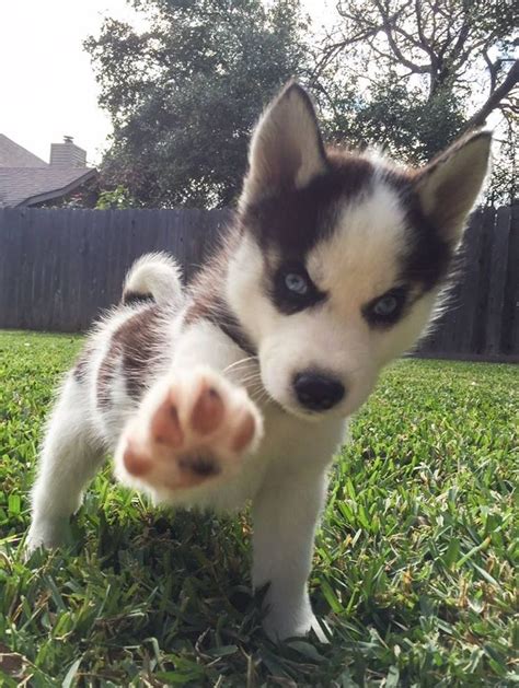 11 best teacup huskies images on Pinterest | Husky puppy, Huskies ...