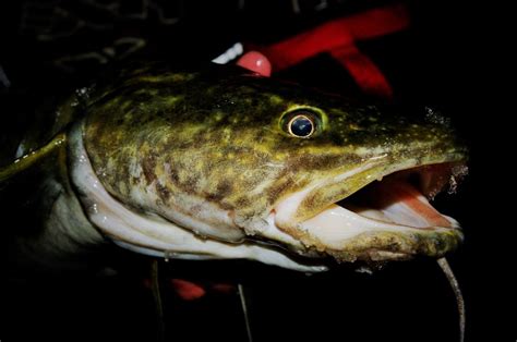 Burbot | Hunt Fish Manitoba