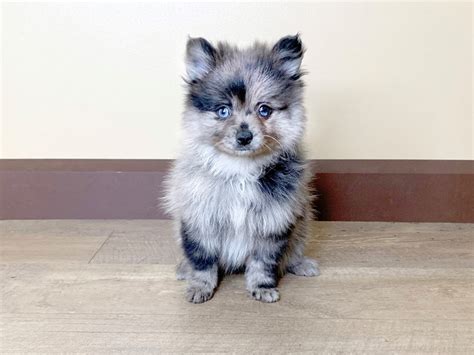 Blue Merle Pomeranian