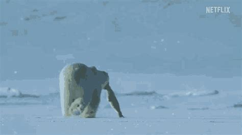 Polar Bear Meal GIF - Polar Bear Meal Arctic - Discover & Share GIFs