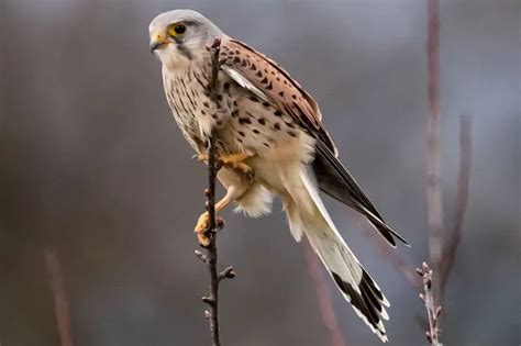 Falcons in Pennsylvania (3 Species With Pictures) - Bird Feeder Hub