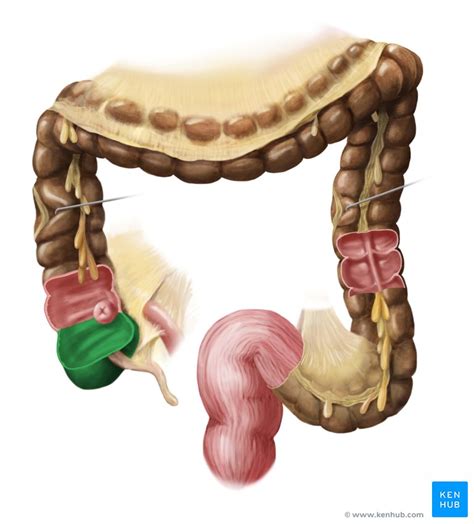 Peritoneal cavity: Anatomy and recesses | Kenhub