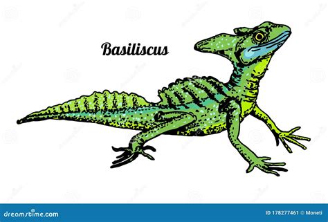 Basilisk Basiliscus Mitratus Lizard Hand Drawn Graphic Isolated