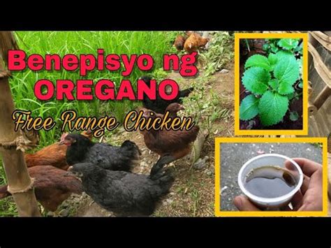 OREGANO EXTRACT GAMOT SA SIPON AT HALAK NG ATING FREE RANGE CHICKEN