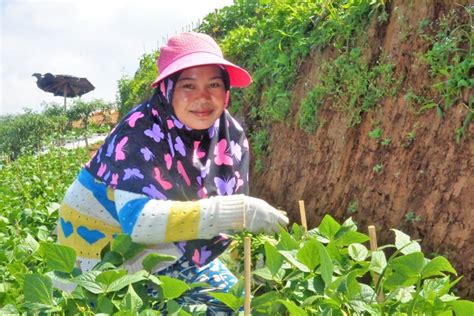 Fao Petani Dan Nelayan Harus Jadi Pusat Transformasi Sistem Pangan