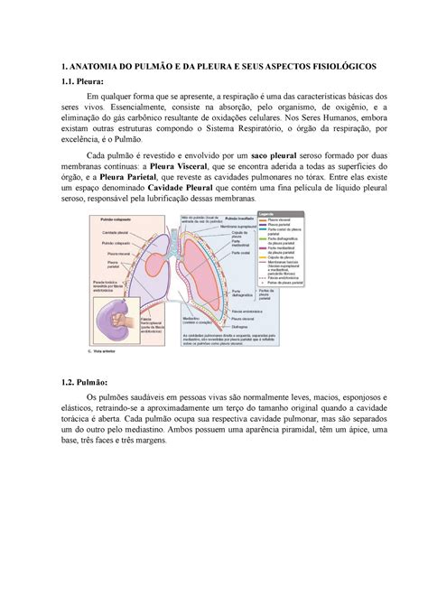 Resumo Anatomia Pulmão e Pleura 1 ANATOMIA DO PULMÃO E DA PLEURA E