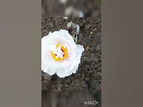 Пион древовидный Снежная пагода. #plant #сад #gardening #flower #мойсад ...