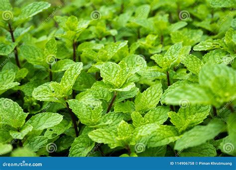 Close Up Mint Leaves Plant Grow in Vegetable Garden Stock Photo - Image ...