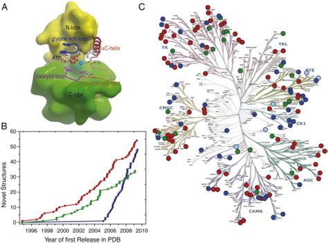 Kinase architecture and available structural knowledge. (A) Kinase ... 