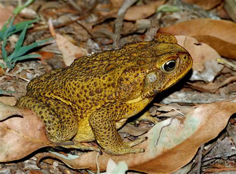 Giant Japanese Mountain Toad