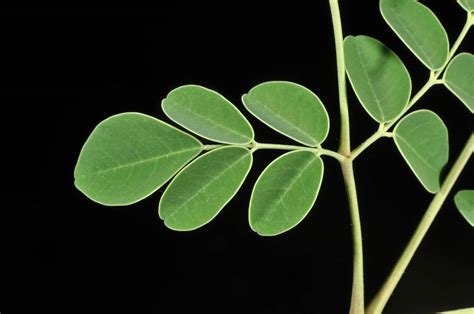 Moringa Oleifera Moringaceae Image 60246 At PhytoImages Siu Edu