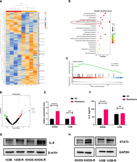 Il Stat Axis Played A Critical Role In Os Anlotinib Resistance A