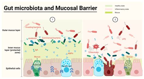 Gut Microbiota In Inflammatory Bowel Disease Encyclopedia Mdpi