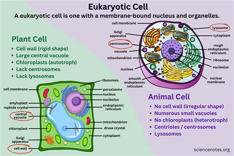 Labeled Eukaryotic Plant Cell 