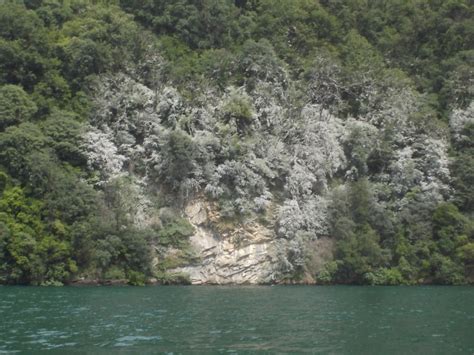 Vegetazione Lungo Le Coste Del Lago Di Como La Ferita Non Rimarginata