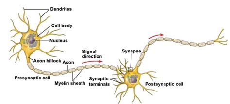 BCOR 11 Chp 48 Neurons Synapses And Signaling Flashcards Quizlet