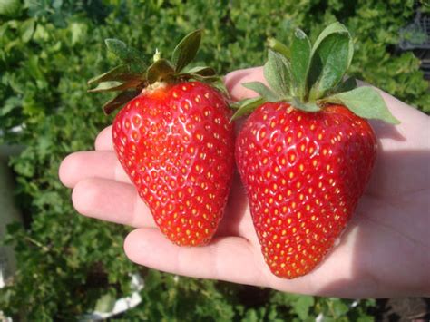 Клубника Флавия: описание и характеристики сорта садовой земляники ...