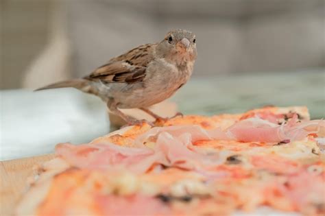 Premium Photo Sparrows Eat Pizza In Coffee Street Birds Eat Pizza