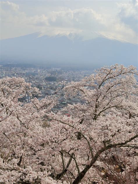 【満開】新倉山浅間公園桜の開花状況：2022年4月11日現在