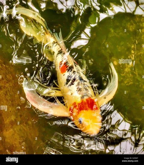 White Koi Fish With Black And Red Or Orange Spots Hi Res Stock