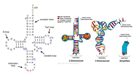 Trna Structure Definition Functions Types Biology Notes Online