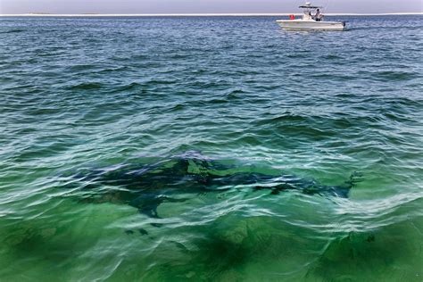 Cape Cod Surfers Reveal Encounter With 10 Foot Great White Shark The