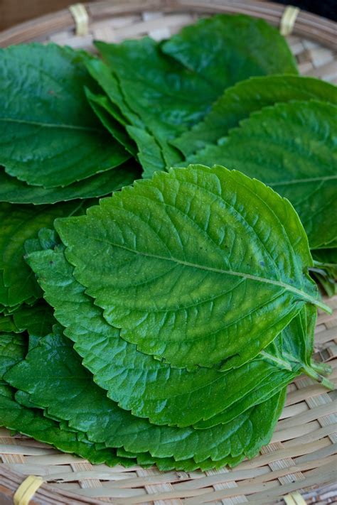 Perilla Leaf Kimchi