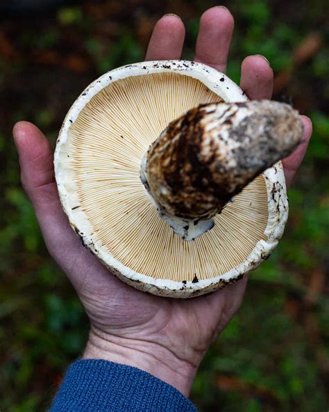 Matsutake Mushroom Magic - Kingdom California