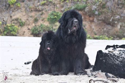 Notta Bear Newfoundlands Shadrach And Meshack On The Beach In Pacific