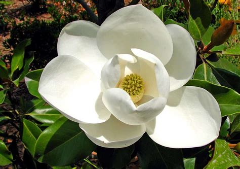 Details Imagen Magnolio Flor Blanca Abzlocal Mx