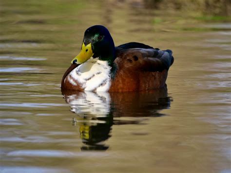 Anas Platyrhynchos Domesticus Duclair Anas Platyrhynchos Domesticus