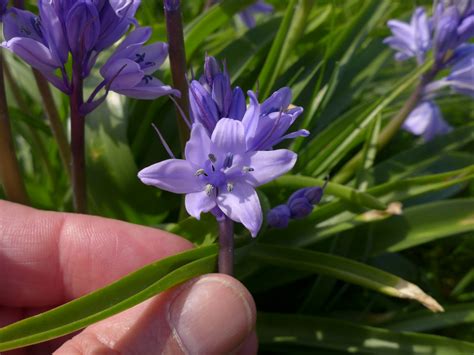Index of /Flowers/B/Bluebell(Spanish)/RealSpanish/WideLeaves/