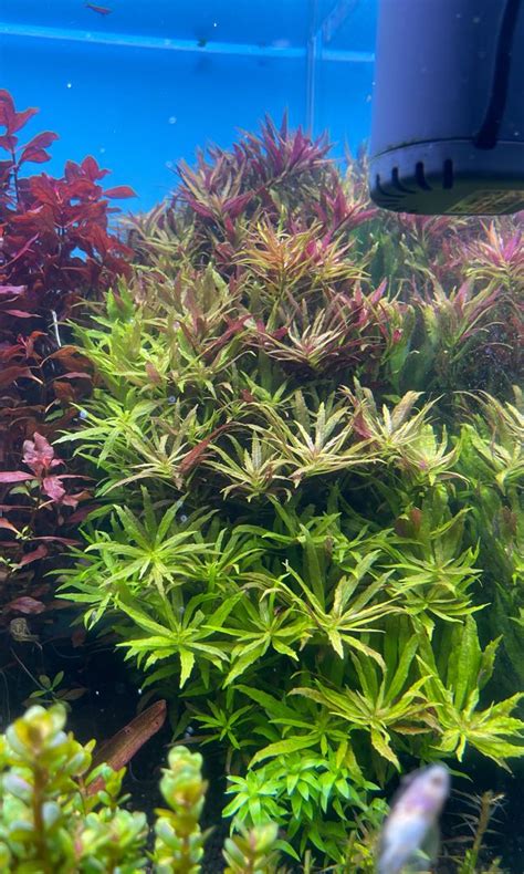 Available Again Limnophila Aromatica Stems For