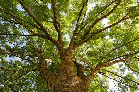 19 Best Types Of Weeping Trees