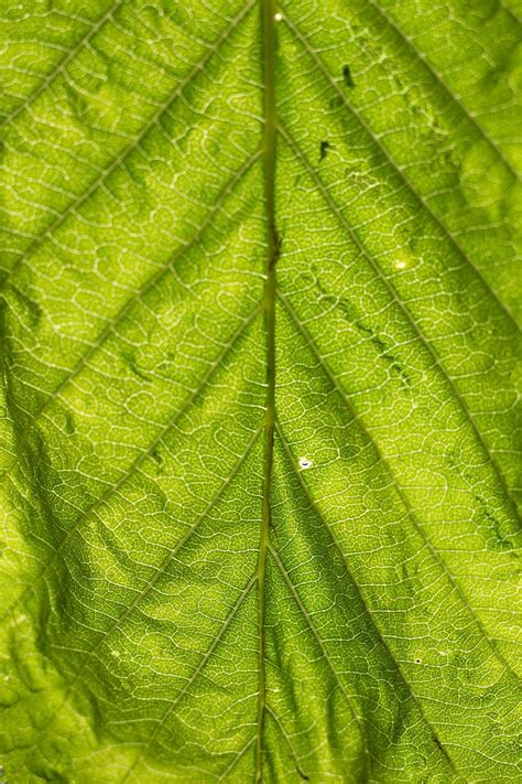 Estructura Verde Naturaleza Hojas Textura Planta Fondo Venas De