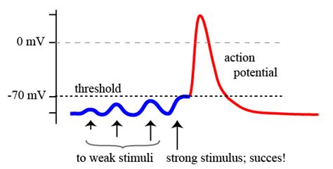 A The Action Potential Basicphysiology Org