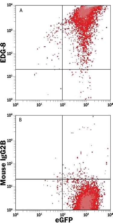 Human Mouse S1P5 EDG 8 PE Conjugated Antibody FAB3964P By R D Systems