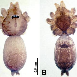 Thaiderces Peterjaegeri Sp Nov Male Holotype A Habitus Dorsal View