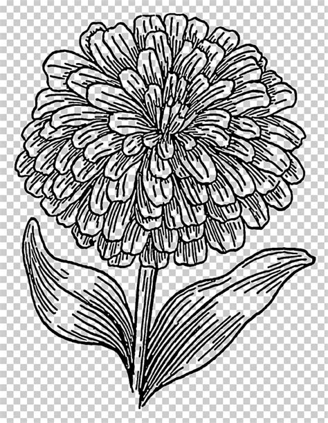 Coloring Book Drawing Mexican Marigold PNG, Clipart, Art, Artwork ...