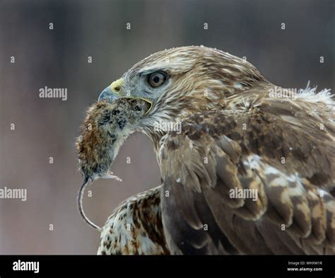 Hawk Eating Mouse Stock Photo - Alamy