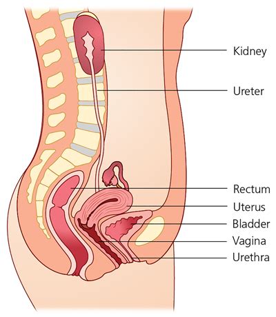 Female Urinary Tract Diagram