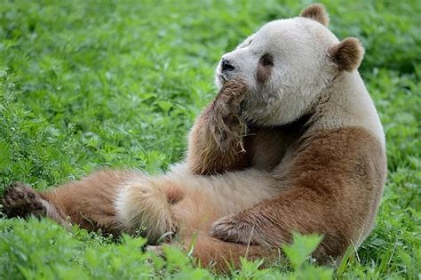 Do Pandas Eat Meat? Rare Albino Panda Spotted Walking in the Snow in ...