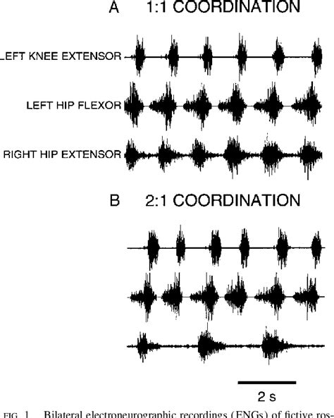 Figure From Example Of Interlimb Coordination During Fictive