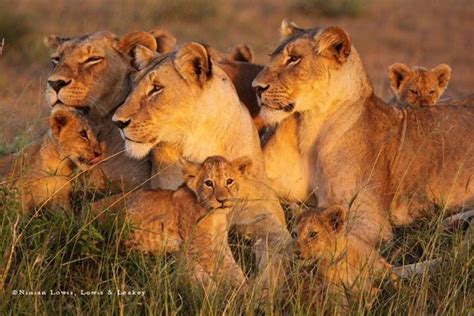 Pride Of Lions Serengeti Ninian Lowis Photo Lowis And Leakey Lion