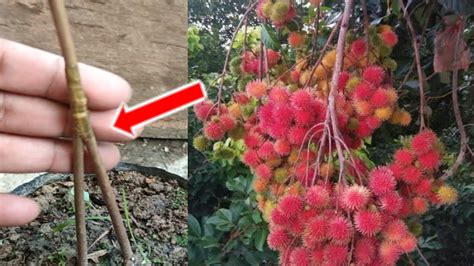 Rahasia Pohon Rambutan Berbuah Lebat Lakukan Hal Ini Pada Bibit