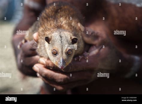 A Common Spotted Cuscus Spilocuscus Maculatus Is A Marsupial That