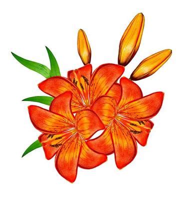 Lily Flower Logo Stock Photos, Images and Backgrounds for Free Download