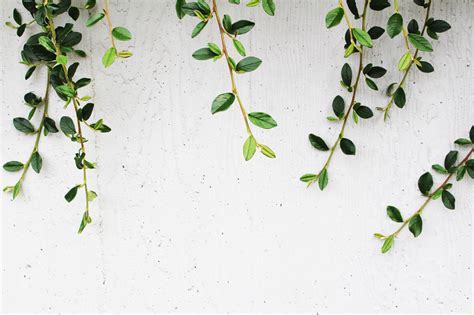 plants background 1