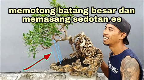 Reposisi Bonsai Kimeng Dan Membuat Akar Gantung YouTube