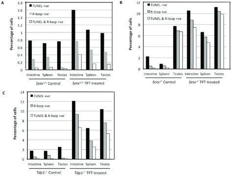 Increased R Loop Formation In Tpt Treated Knockout Setx And Tdp Mice